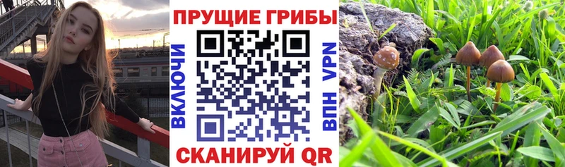 Купить  Жуковка  Псилоцибиновые грибы мухоморы 